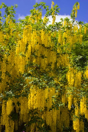 Tree of Golden Flowers - NHP51